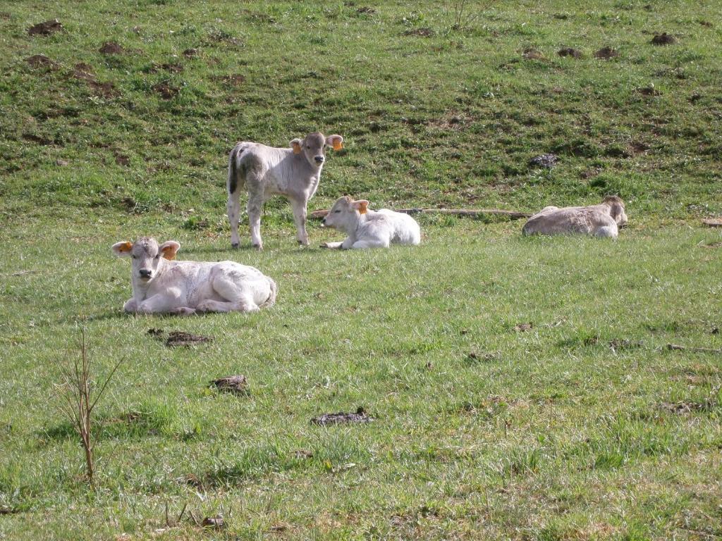 Llagunes Turisme Rural Lo Palle De Cal Bosch מראה חיצוני תמונה